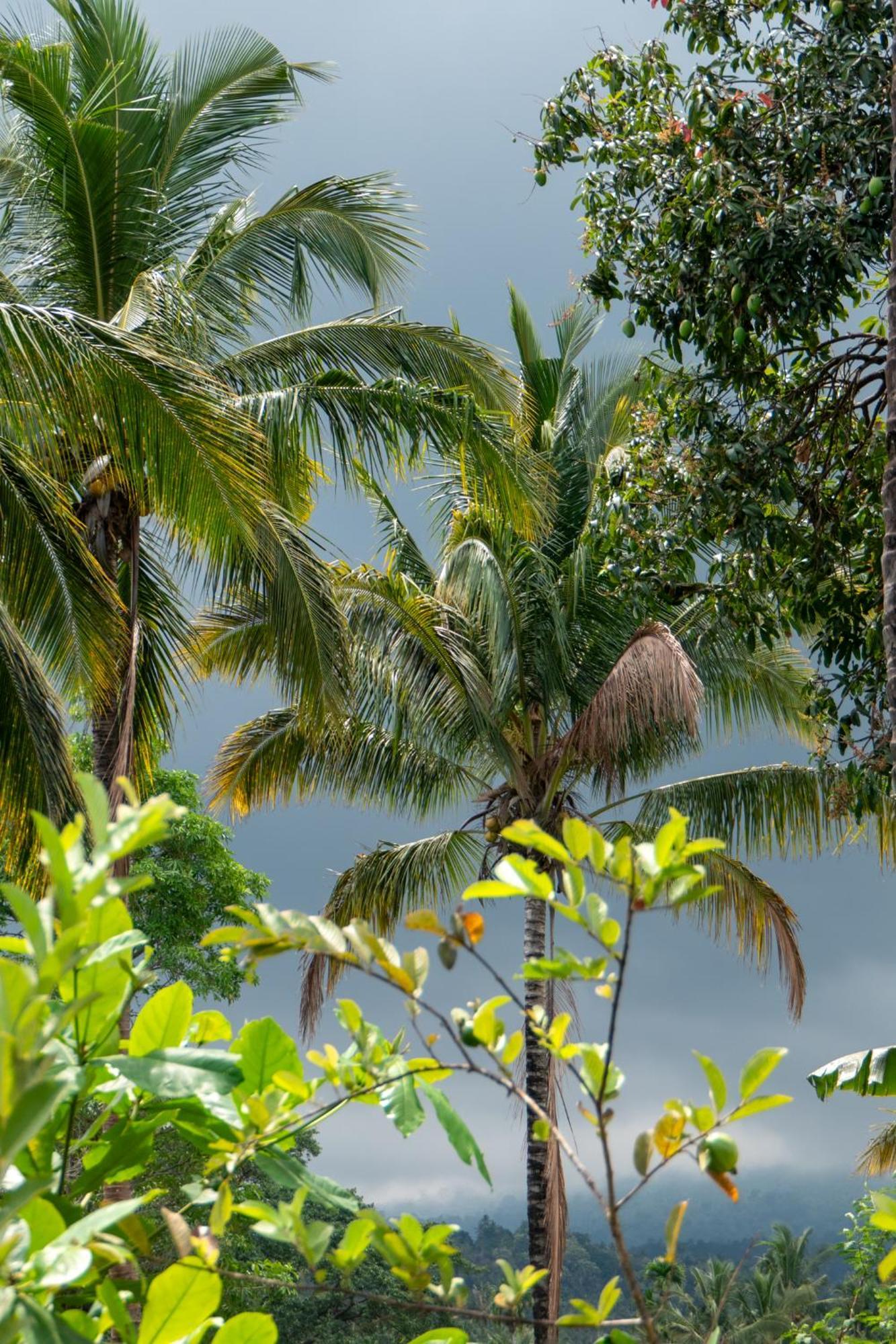 Rinjani Eco Villa Senaru Bayan Extérieur photo